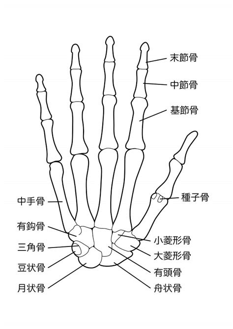 手骨|手骨